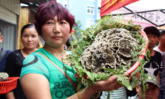 比人的脸还大的一块野生干巴菌 比人的脸还大的一块野生干巴菌