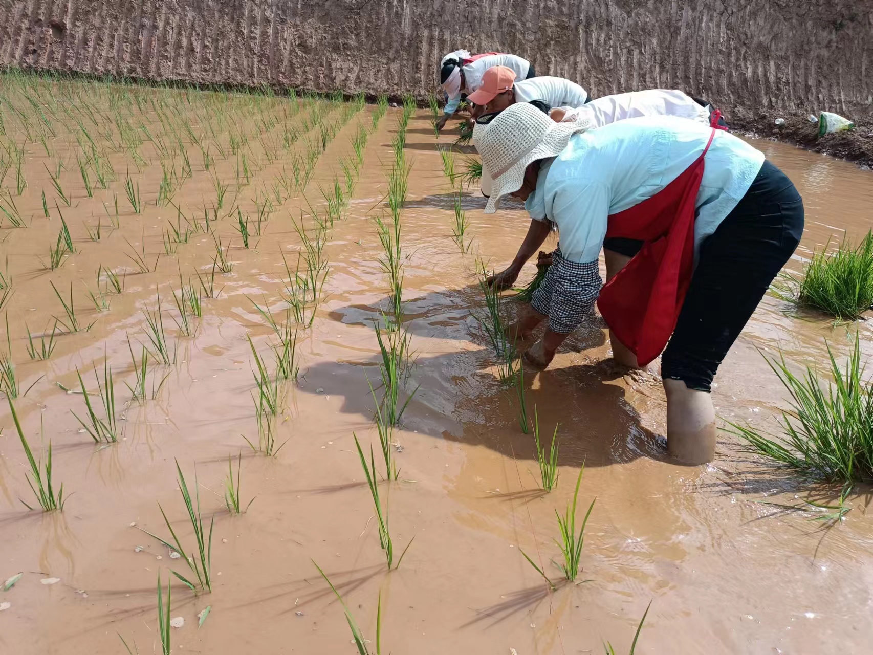 农户忙插秧。南华县融媒体中心供图