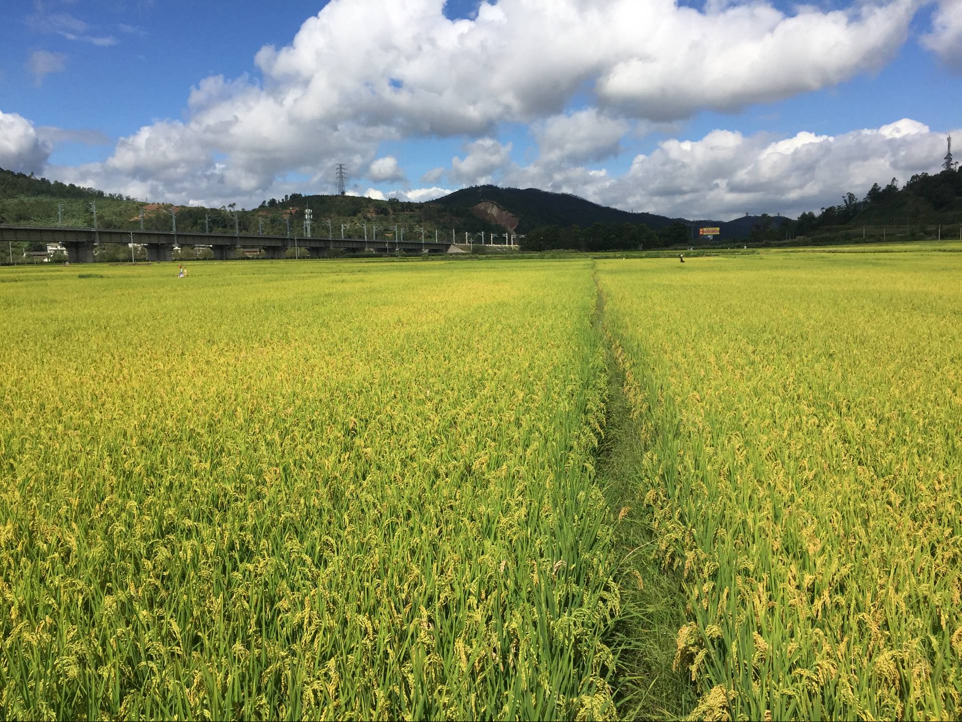 复制图片 复制图片