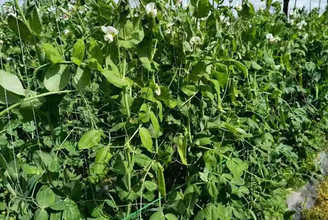 荷兰豆长势正好。南华县融媒体中心供图